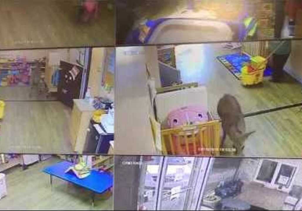 Deer Crashes Into Day Care Center
