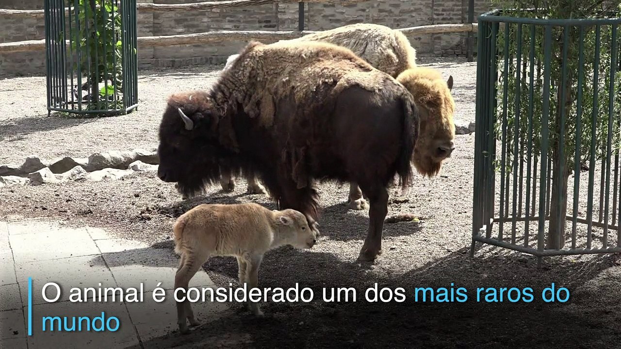 Espécie rara