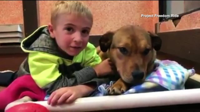 Little Boy Saves 1,000 Dogs from High-Kill Shelters