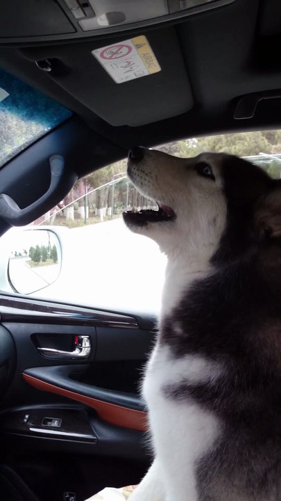 This Dog Has Pipes