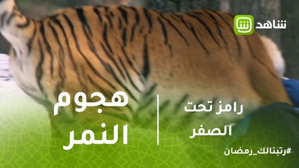 رامز تحت الصفر  | لحظه هجوم النمر على النجم #احمد_عيد