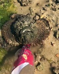 bu nasıl bir hayvan böyle