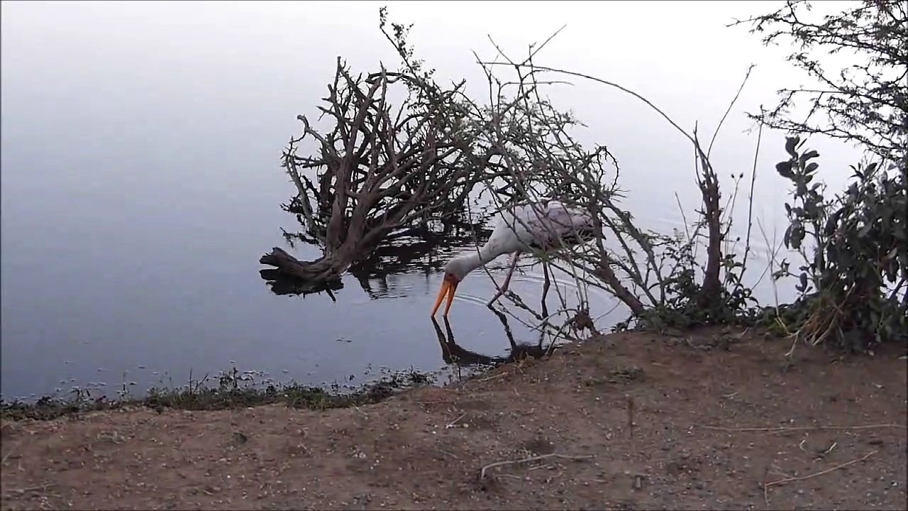 Ce crocodile va avoir les yeux plus gros que le ventre...