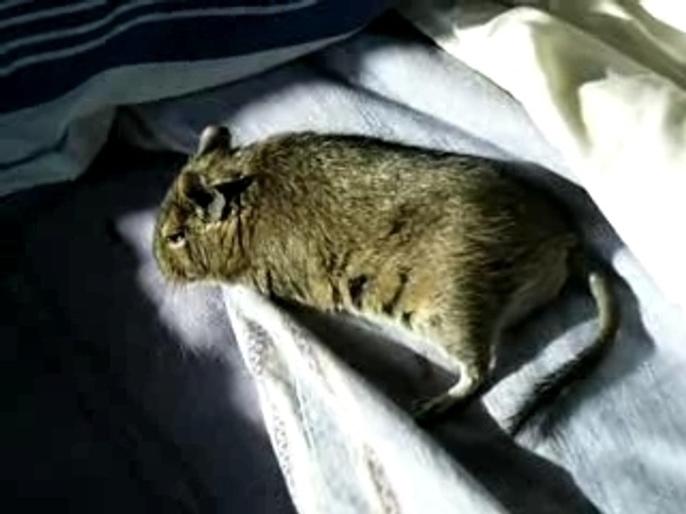 Le bronzage de l'octodon Twiggy