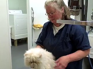 Proper Method for Bathing a Cat