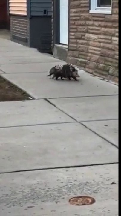 Cette maman opossum transporte tout ses bébés sur son dos