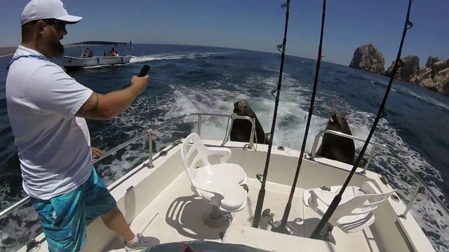 Ce lion de mer grimpe sur un bateau pour reclamer du poisson... petit flemmard