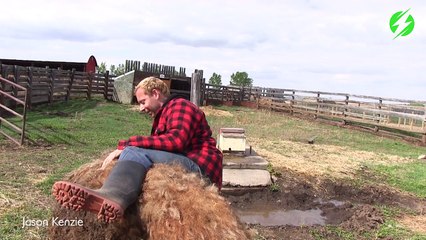 La mauvaise idée de tenter un rodéo sur un cochon