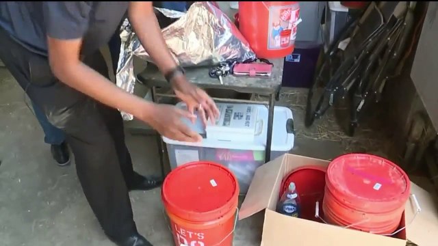 Doctor Hopes Seaweed Can Combat Methane Output from Dairy Cows