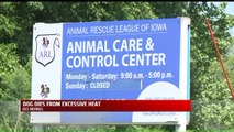 Animal Control Officials Urge Pet Owners to Look for Signs of Distress After Dog Dies in Heat