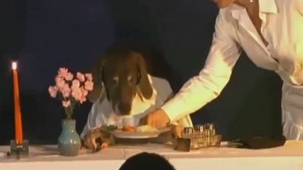 Le RESTAURANT est Super drôle de Toutou Théâtre