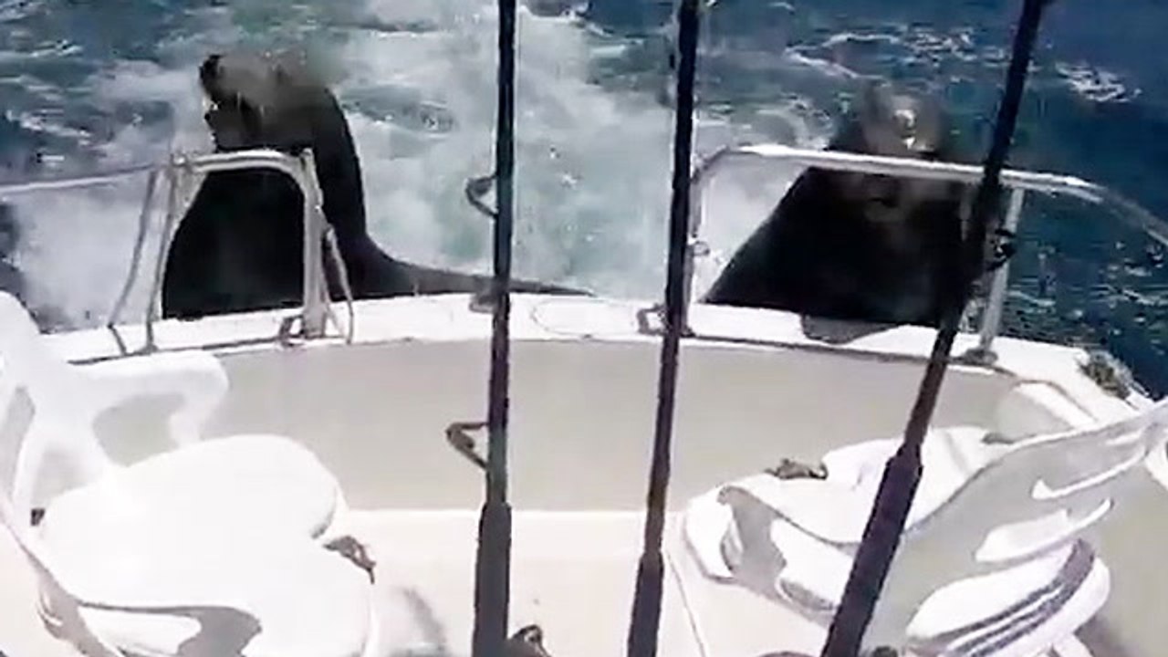 Excuse Me Sir, Do You Have Any Fish?