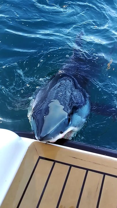 Shark Up Close and Personal