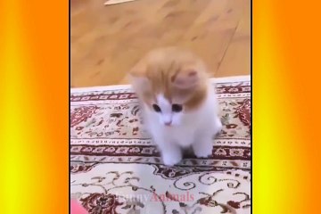 Try Not To Laugh Challenge Funny Dog & cat