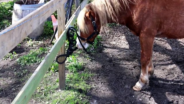 METTRE UN LICOL ET FAIRE UN NŒUD D'ATTACHE -