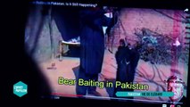 Pakistan : Vie de clébard - L’Effet Papillon – CANAL 