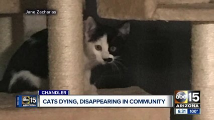 Chandler neighborhood on edge as cats are turning up dead or have gone missing