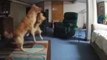 Playful Puppies Caught on Camera in Empty Living Room