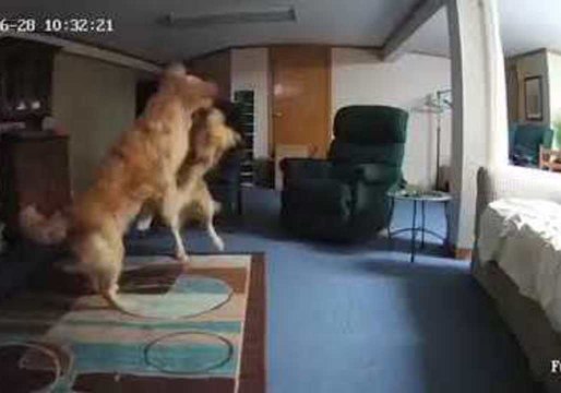 Playful Puppies Caught on Camera in Empty Living Room