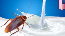 Cockroach milk is the gross new superfood you didn't know existed