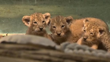 3 أشبال توائم يأسرون القلوب بحديقة حيوان فرانكفورت