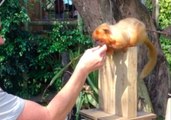Zookeepers Lure Tiny Tamarin Onto Weighing Scale With Locust 'Lolly'