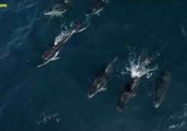 Dolphins Surf on Humpback Whales' Bow Waves in Monterey Bay
