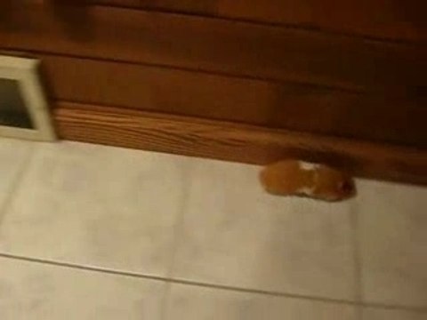 General Cornwallis is the man.