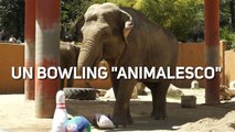 Elefanti che giocano a bowling: quando il divertimento aiuta gli altri