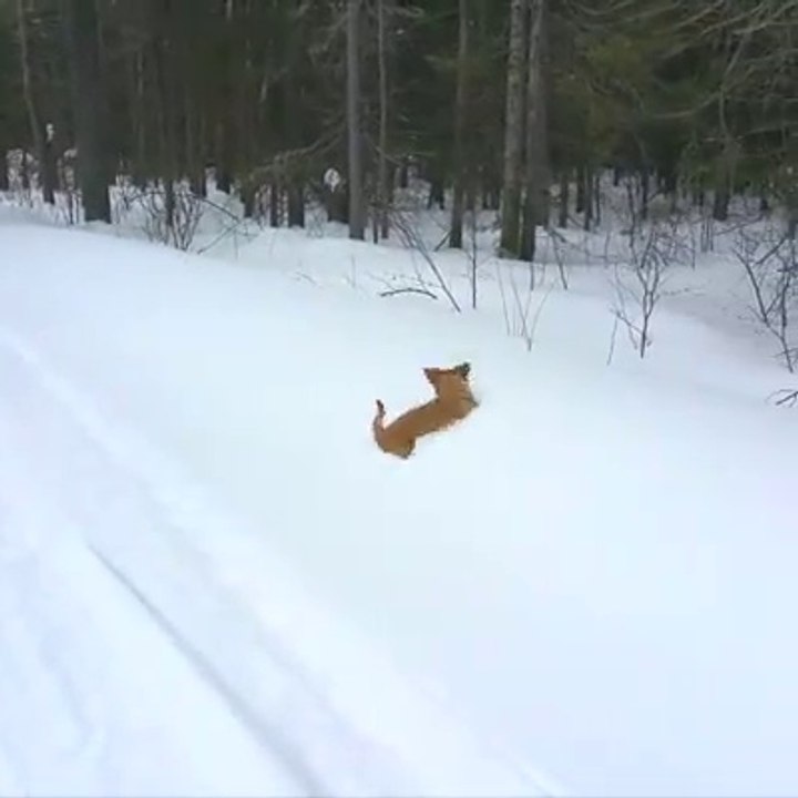 Dogs in the snow.