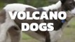 Bali Dogs under threat from Mt. Agung volcano | VOLCANO DOGS | COCONUTS TV ON IFLIX