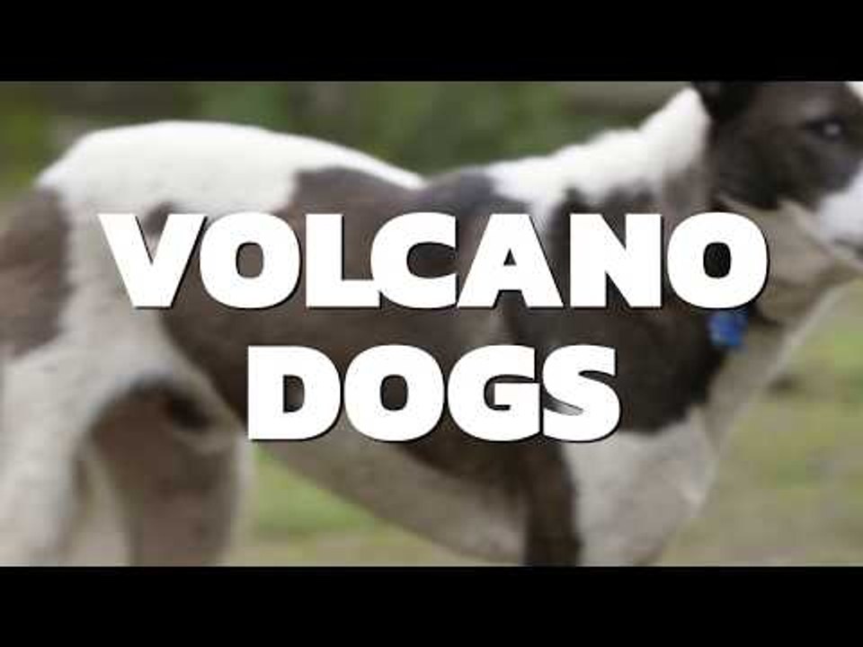 Bali Dogs under threat from Mt. Agung volcano | VOLCANO DOGS | COCONUTS TV ON IFLIX