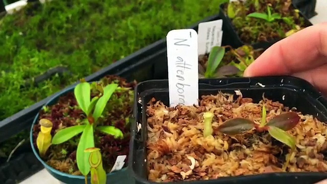 GROWING SPHAGNUM MOSS WITH NEPENTHES CARNIVOROUS PLANT TOP DRESSING