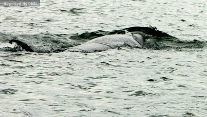 Over 120 Pregnant Whales Killed By Hunters