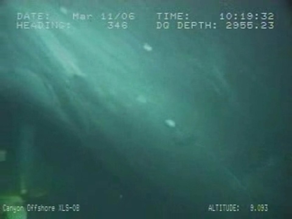 ROV surprise