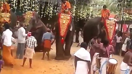 elephant attacking live videos