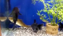 A small fish swallows a larger fish alive AMAZING