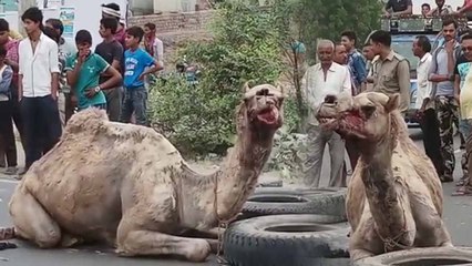 मथुरा: पागल ऊंट ने तीन घंटे सड़क पर मचाया उत्पात, 3 लोग घायल