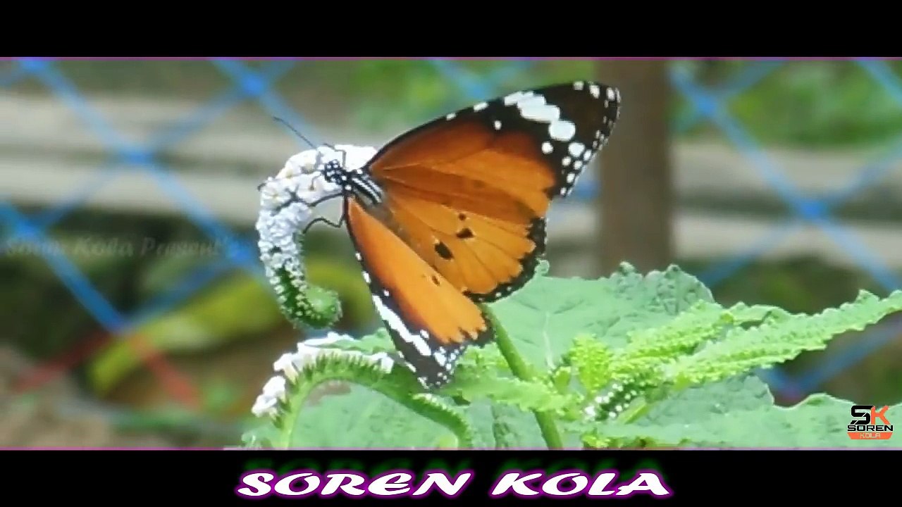New santali song | 2018 | Alom uiharinja gatere