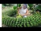Amazing Banana Farming Cultivation Harvesting Down To Processing Factory