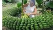 Amazing Banana Farming Cultivation Harvesting Down To Processing Factory