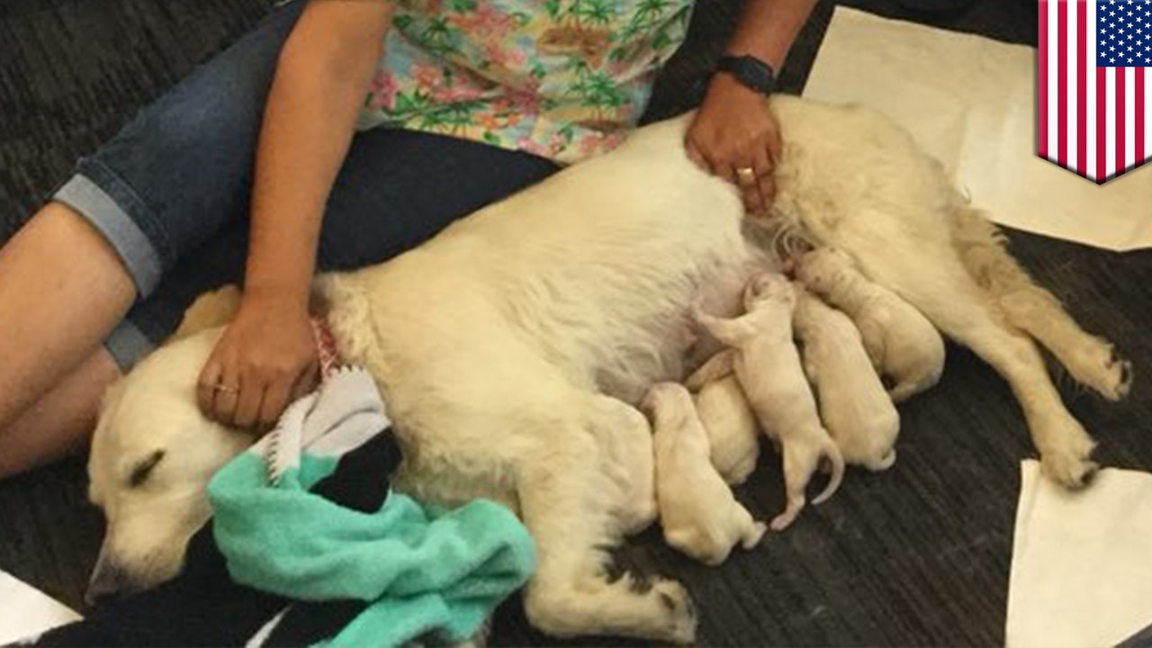 Labrador gives birth to 8 pups at Tampa airport
