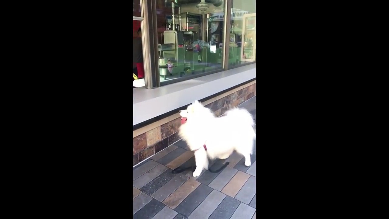Samoyed orders ice cream and eats it