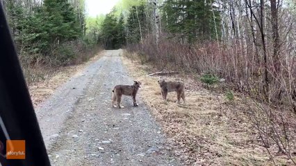 Two Lynxes in Ontario Have Intense Conversation