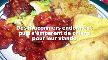 Des Chinois endorment des chiens puis revendent leur viande