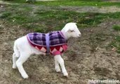 Happy-Go-Lucky Lamb Can't Contain Her Excitement