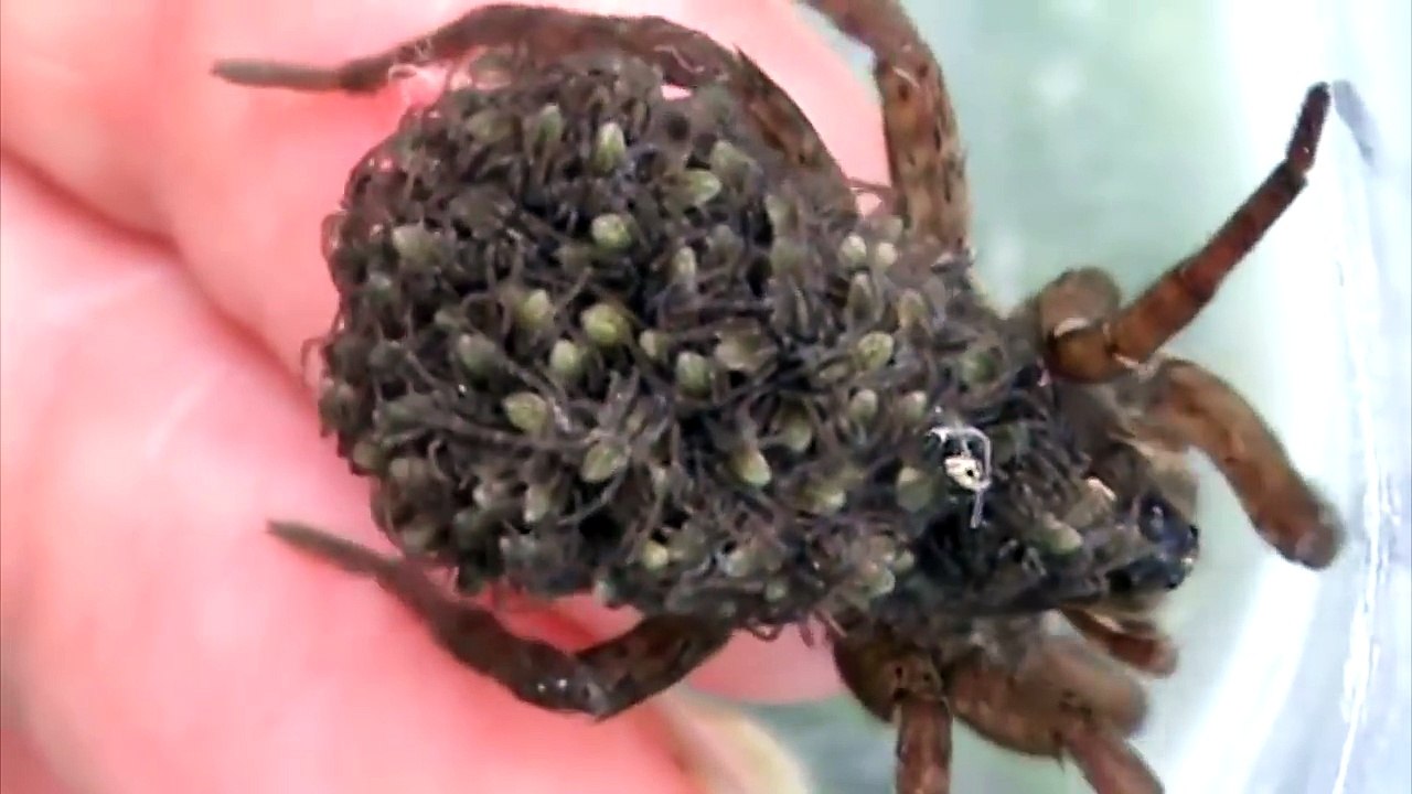 10 САМЫХ ОМЕРЗИТЕЛЬНЫХ ЖИВОТНЫХ