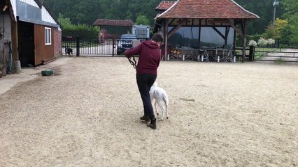 Foals First Time in Halter