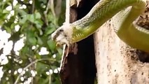 Incredible Bird Woodpecker Attack Giant Snake In Tree - Snake vs Bird - Snake & Python