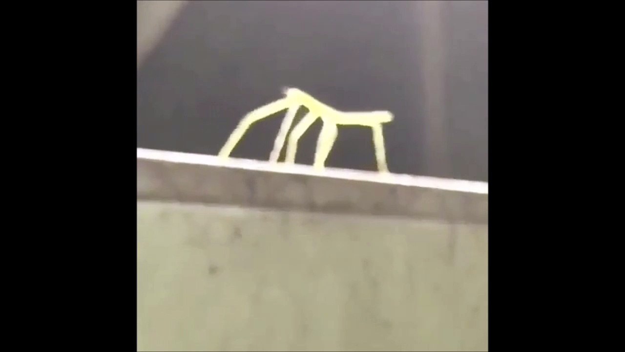 Un phasme danse sur « Tainted Love »